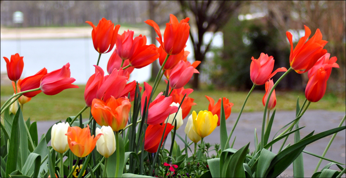 photo of tulips from back yard